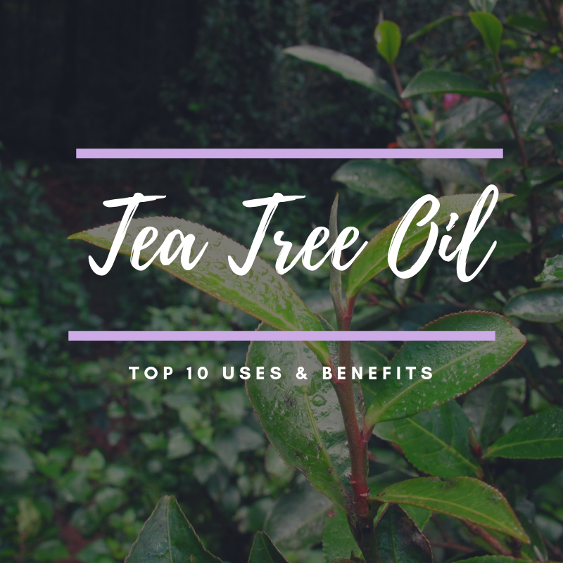 Top 10 Tea Tree Oil Uses and Benefits The Oil Family